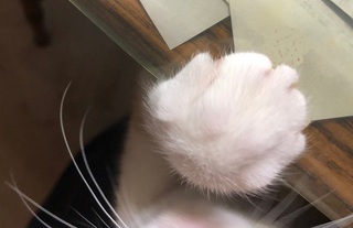 真実の声を聞き分けてみる。 真実の声を聞き分けてみる。