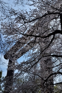 桜。靖国神社・千鳥ヶ淵