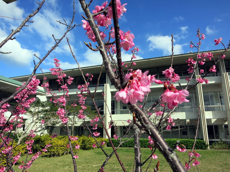 早いもので今年度で 9 回目となった名桜大学の学生さん向けのお話
