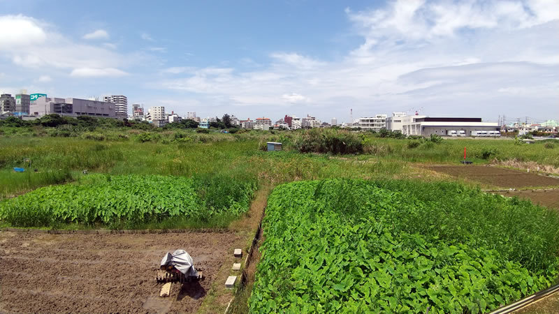 沖縄宜野湾大山タイモ畑周辺を、テクテク散歩 沖縄宜野湾大山タイモ畑周辺を、テクテク散歩