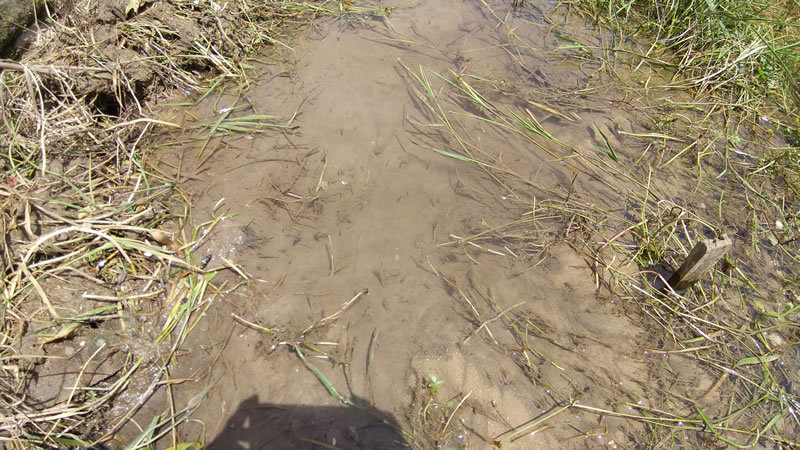 沖縄宜野湾大山タイモ畑周辺を、テクテク散歩 沖縄宜野湾大山タイモ畑周辺を、テクテク散歩