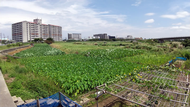 沖縄宜野湾大山タイモ畑周辺を、テクテク散歩 沖縄宜野湾大山タイモ畑周辺を、テクテク散歩