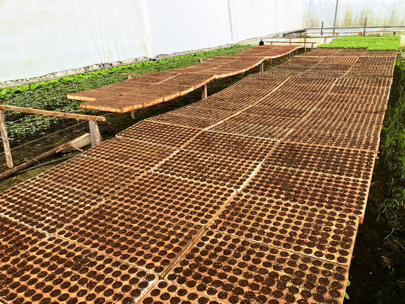 カカオは勿論、果実も野菜も美味しい農作物だらけの幸せな場所 カカオは勿論、果実も野菜も美味しい農作物だらけの幸せな場所