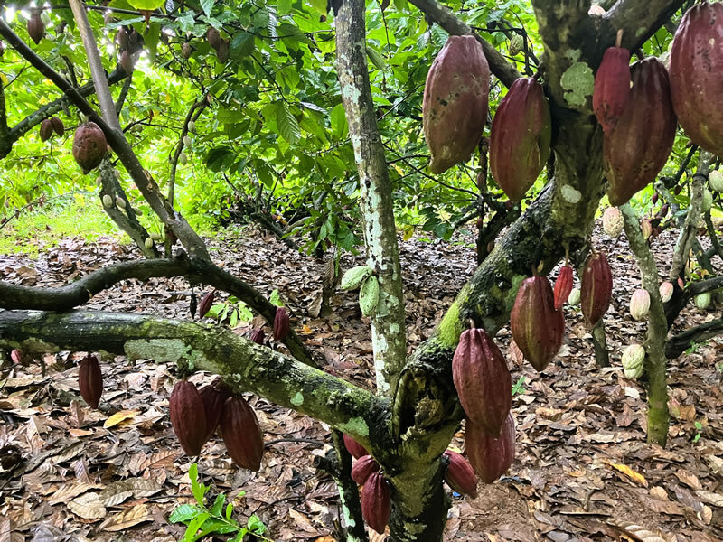 カカオは勿論、果実も野菜も美味しい農作物だらけの幸せな場所 カカオは勿論、果実も野菜も美味しい農作物だらけの幸せな場所