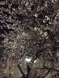 品川夜桜と目黒の桜祭り