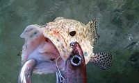 2010 20th wading 100lb のち 50lb