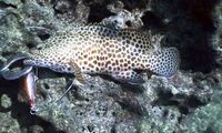 2010 20th wading 100lb のち 50lb