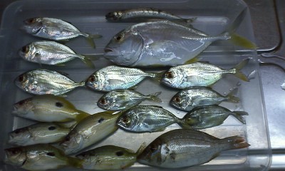 Kidsな日々 2011-4 初めての釣-次男