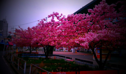 三浦の桜まだ平気だよ