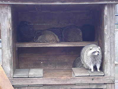 アライグマ