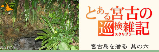 「宮古島を潜る」 とある宮古の巡検雑記 其の六