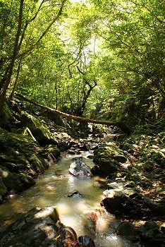 やんばるの川