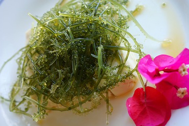 海ぶどう豆腐