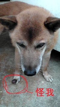 ☆迷い犬を探しています☆ 2010/12/17 01:51:36