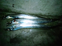 ☆タッチーまた行って来ました♪☆ 2011/02/11 13:34:59