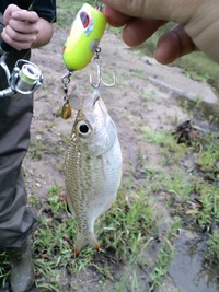 ☆雨天釣行・・・etc・・・☆ 2011/05/10 15:09:22