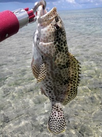 ☆カモンハタは好調・・・☆ 2011/08/13 19:28:08