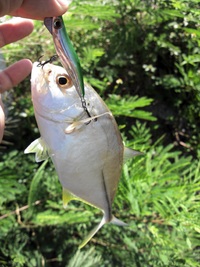 ☆珍魚ホシマダラハゼ☆ 2011/09/16 22:03:27