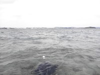 ☆敗北・・・そして今季初烏賊☆ 2011/12/05 17:29:11