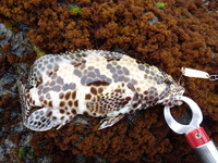 ☆陸ッパ&リーフ釣行♪☆ 2012/04/13 19:58:28
