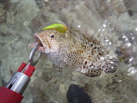 ☆リーフ調査☆ 2012/04/25 20:48:11