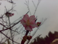 さくら　벚꽃  cherry blossom