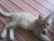ちび猫がやってきた\^^/