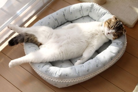 ねこ