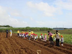イモ掘り