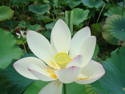 宜野座