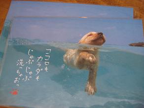 ハガキ