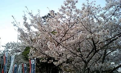 掛川の桜