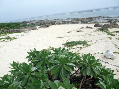 イシキ浜(伊敷浜) 久高島