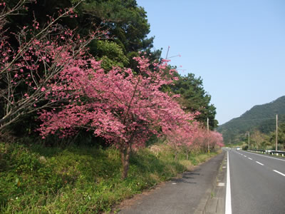 奄美大島の桜