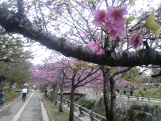 ☆桜☆