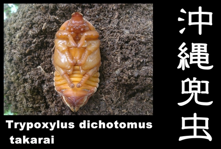 ★沖縄兜虫踊化 & オキヒラ菌糸投入 & 菌糸詰め