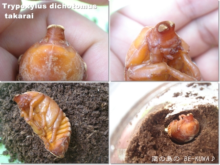★沖縄兜虫踊化 & オキヒラ菌糸投入 & 菌糸詰め