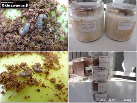 ★沖縄兜虫踊化 & オキヒラ菌糸投入 & 菌糸詰め