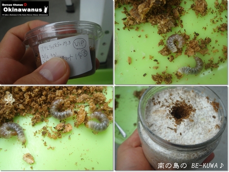 ★沖縄兜虫踊化 & オキヒラ菌糸投入 & 菌糸詰め