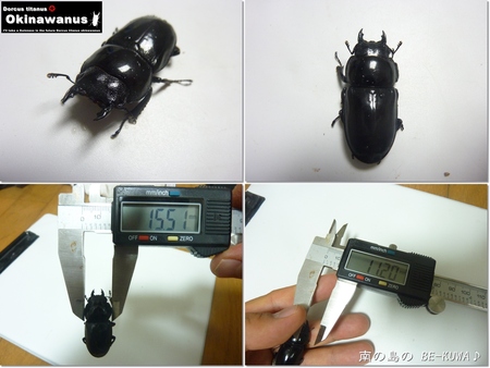 ★goods & オキノコ体重微増 & オキヒラ♀胸幅測定 & 産卵セット