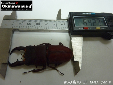 ★オキヒラ続々蛹化 & 羽化後の取出し要注意 & 採集