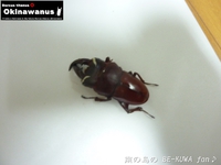 ★オキヒラ続々蛹化 & 羽化後の取出し要注意 & 採集