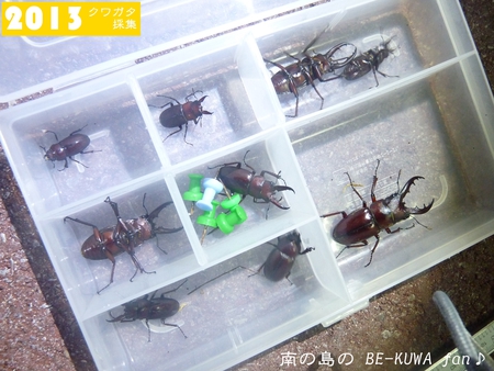 ★オキヒラ続々蛹化 & 羽化後の取出し要注意 & 採集