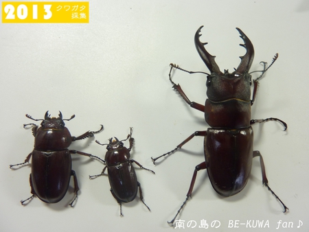 ★オキヒラ続々蛹化 & 羽化後の取出し要注意 & 採集