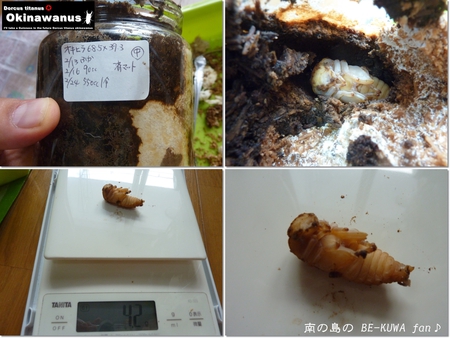 ★オキヒラ撮影 & キヨタミ・・・ & オキノコ産卵セット