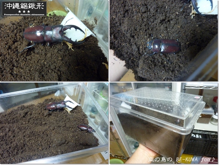 ★オキヒラ撮影 & キヨタミ・・・ & オキノコ産卵セット