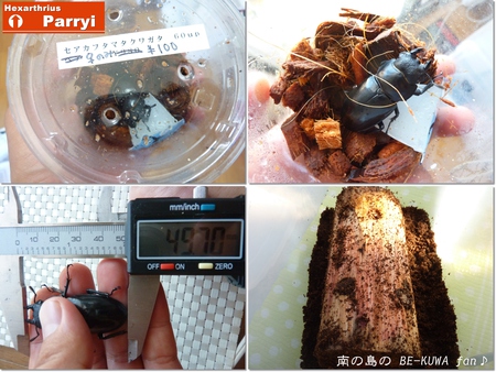 ★蝦夷地の深山 & パリー産卵セット & オキヒラ個体比較 & やんばる2