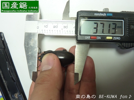 ★国産ノコギリ & オキノコ・・・あいたた。。 & アリの巣