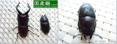 ★国産ノコギリ & オキノコ・・・あいたた。。 & アリの巣
