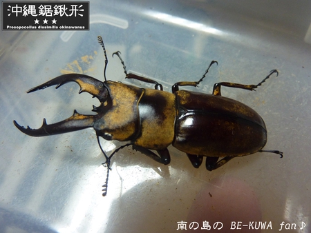 ★夏の思い出 & スレノコ & チビマンディ